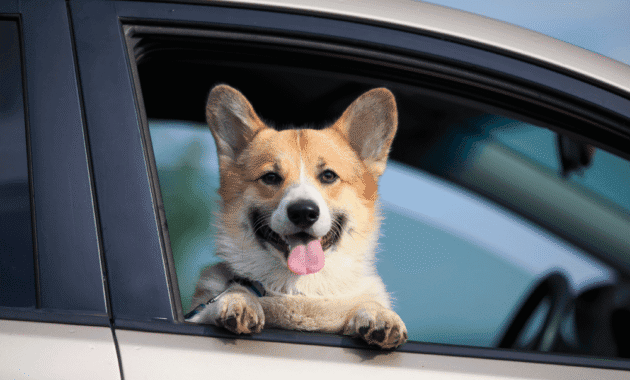 Tesla is working on to make your puppies comfortable using ‘ Dog mode’