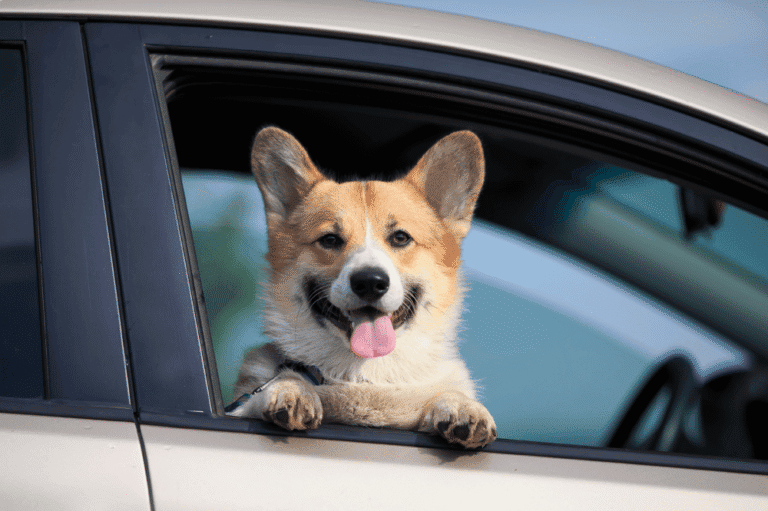 Tesla is working on to make your puppies comfortable using ‘ Dog mode’